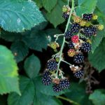 Blackberry bush, leaves, and fruit