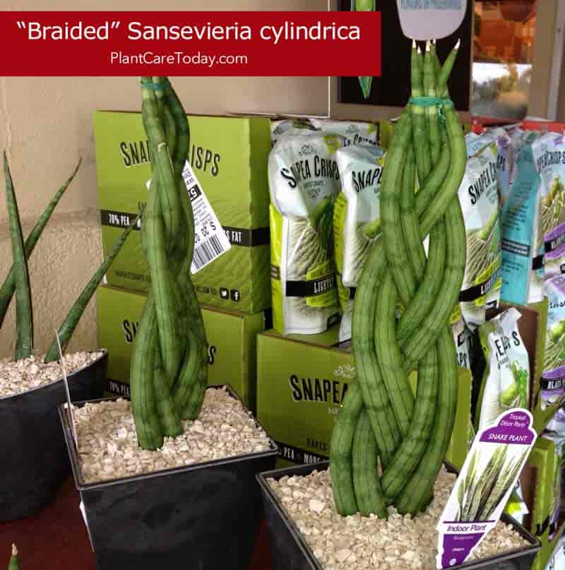 Braided Sansevieria cylindrical at Whole Food, Winter Park Florida 2014
