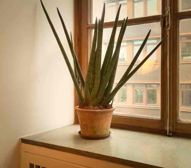 sansevieria cylindrical the snake plant with cigar like leaves.