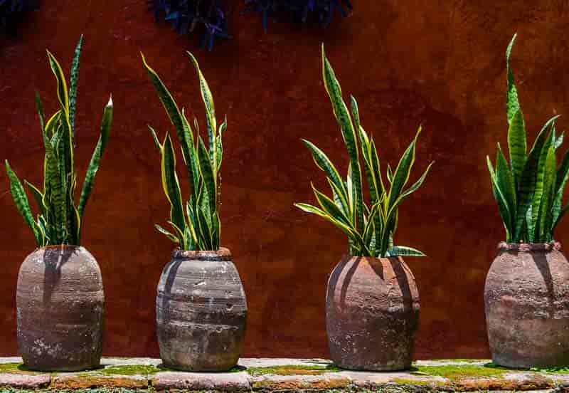 snake plants displayed in rustic planters