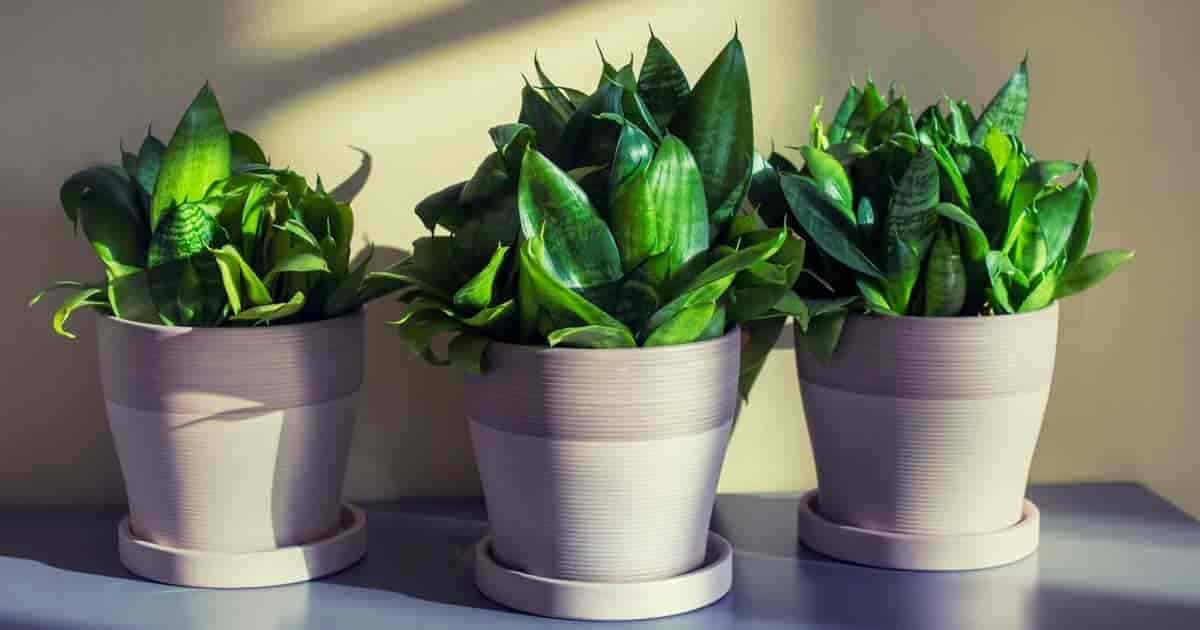 3 Sansevieria Hahnii house plants displayed in attractive decorative planters 
