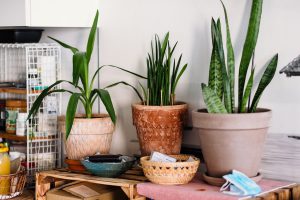 green potted sansevieria on desk on brown wooden table