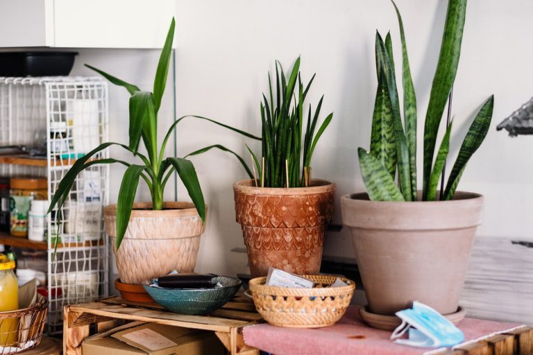26 Plants that Clean and Purify Air