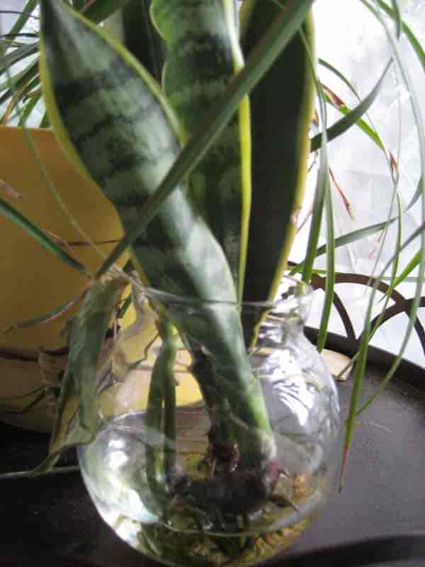 snake plant propagation cutting in a bowl of water.
