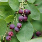 Close up of Saskatoon berry red round fruits on green leaves