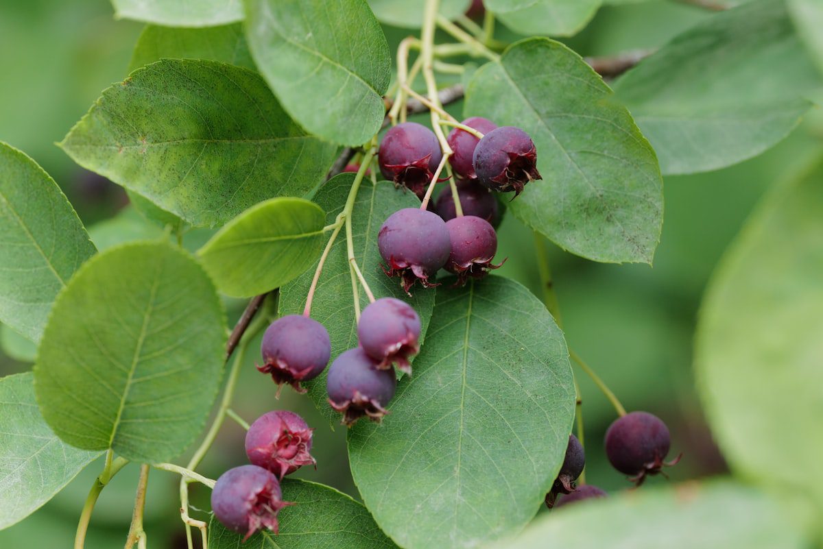 Close up of Saskatoon berry red round fruits on green leaves