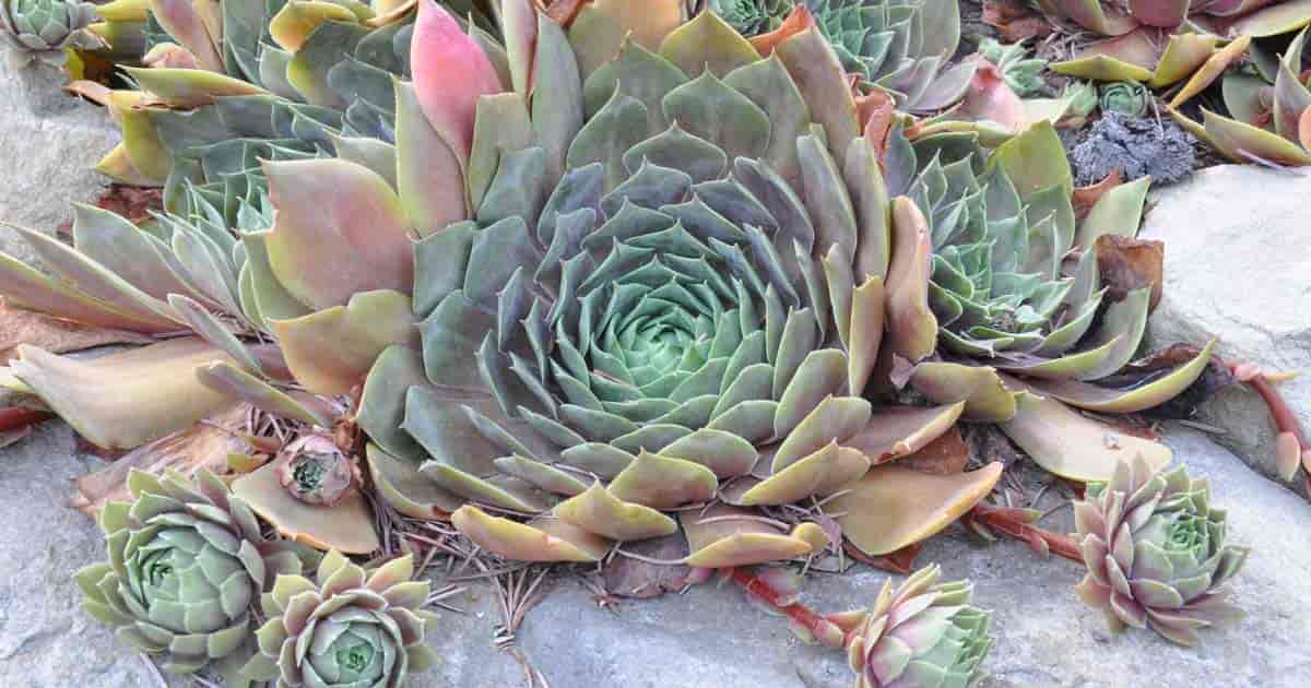 sedum plants with babies or offsets ready for propagation!