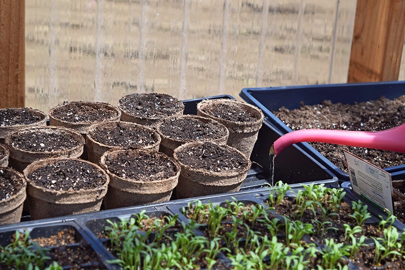 Plastic trays with pastic pots starting seeds