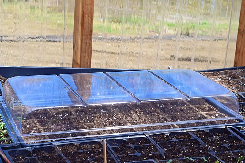 Seeds germinating under a plastic cover