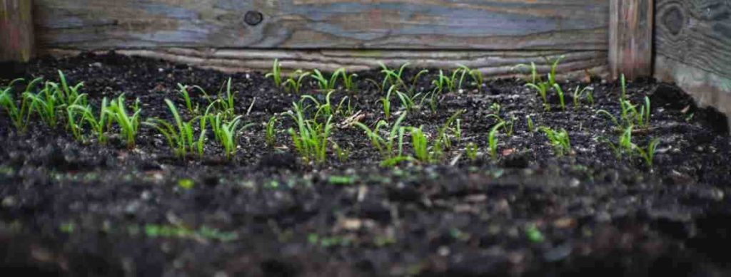 Seeds germinating  and spouting in a raised garden bed