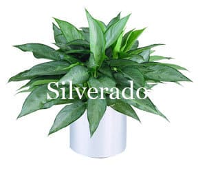 A silverado plant in a white containe