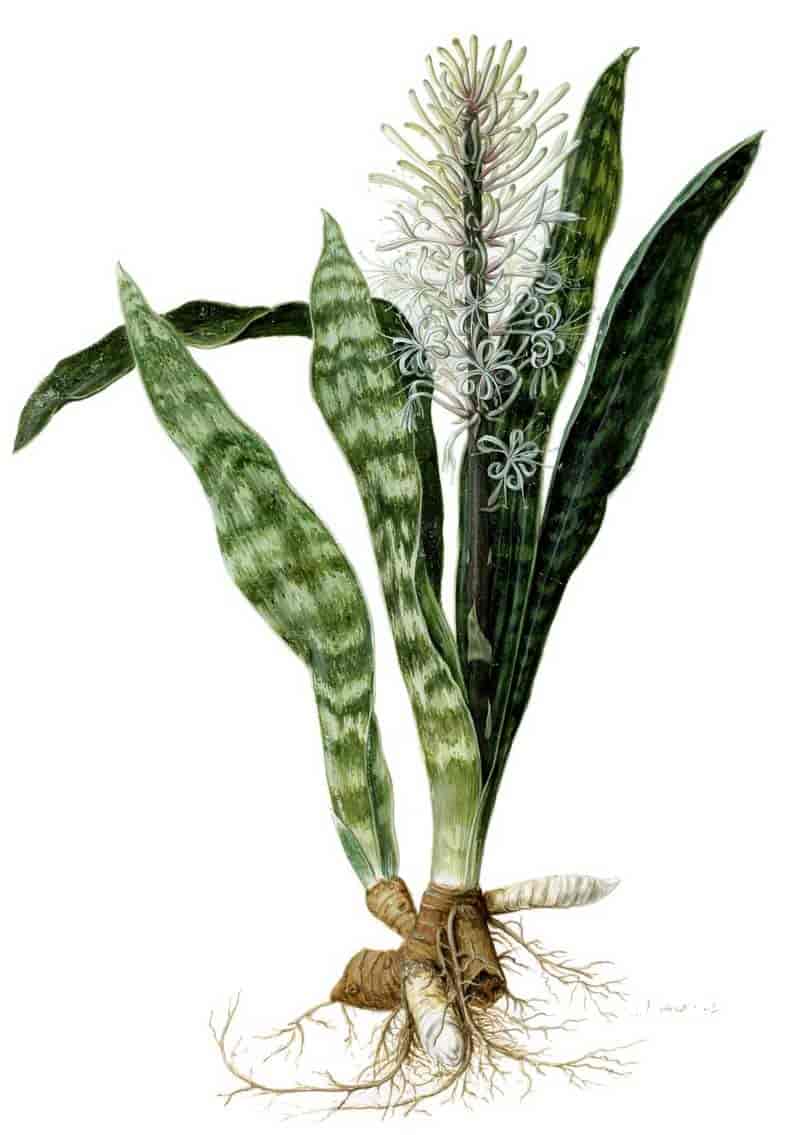 Upright growing snake plant showing the bloom, rhizomes and roots