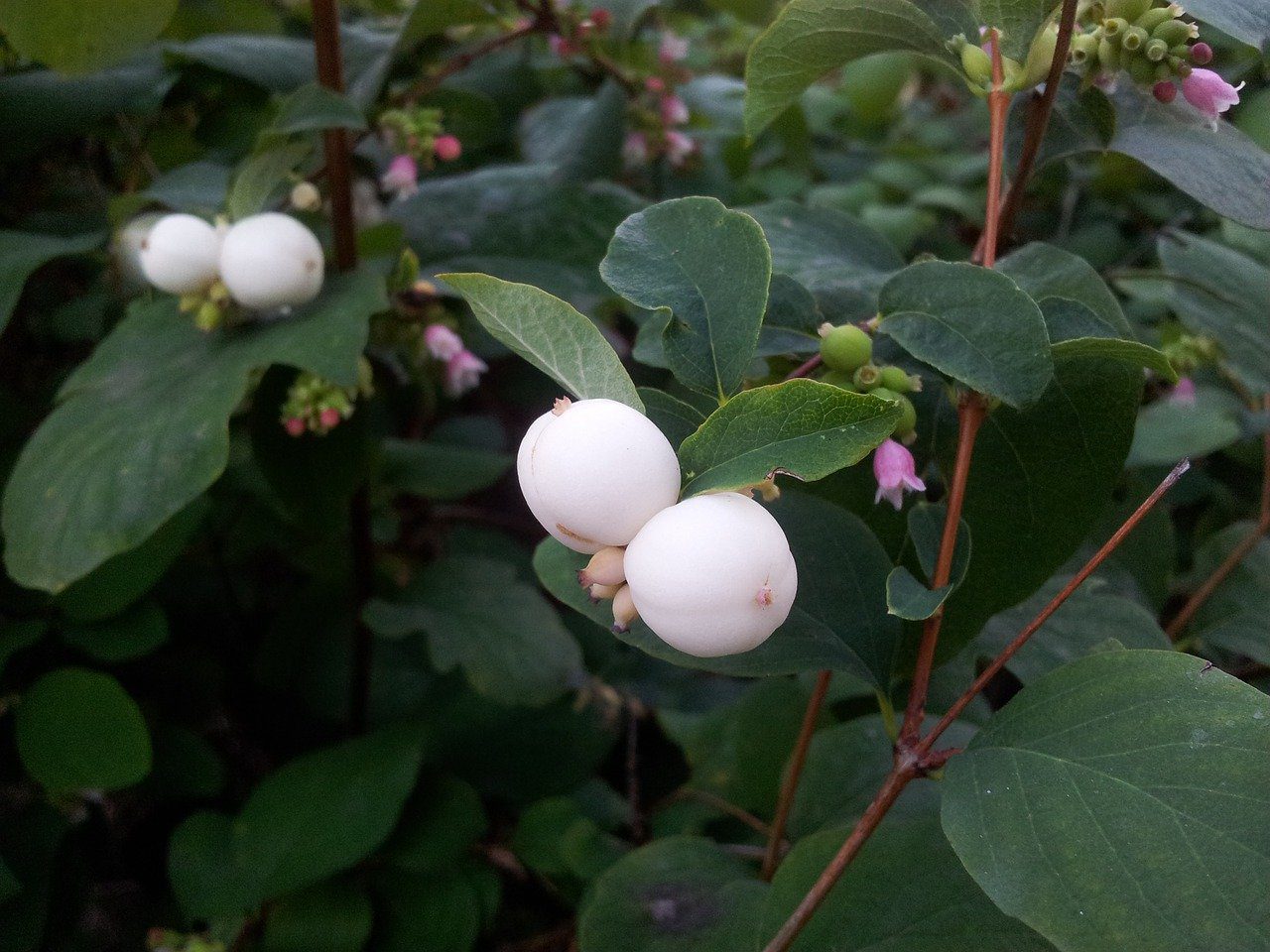 White snowberry fruit with its leaves