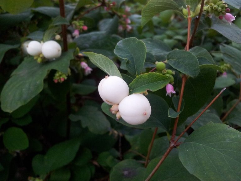 Growing the Fuss-Free Snowberry