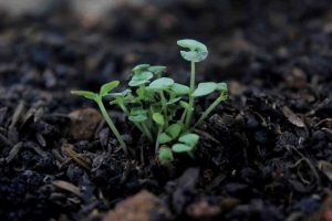 One herb plant growing through dark and healthy soil