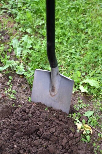 A spade in black garden soil, ready for tilling