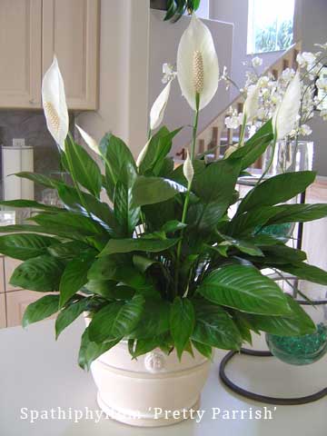 A Pretty Parish houseplant in a white container on a kitchen counter