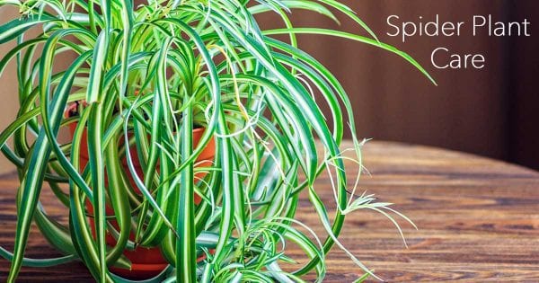 Close up photo of a Spider Plant