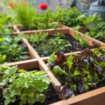 A square foot vegetable garden with companion flower