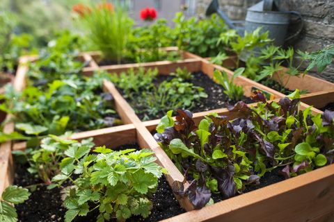 What is Square Foot Gardening?
