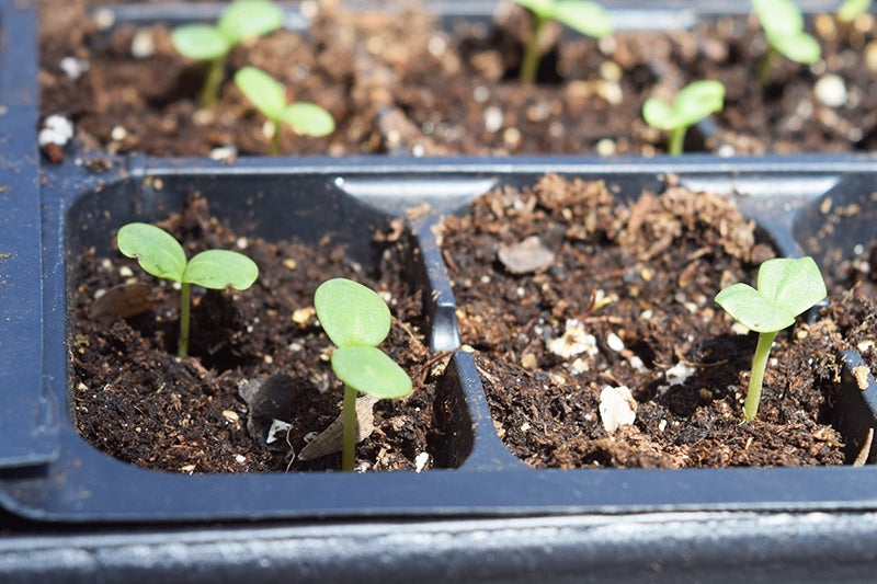 How to Start Seeds - Seedlings