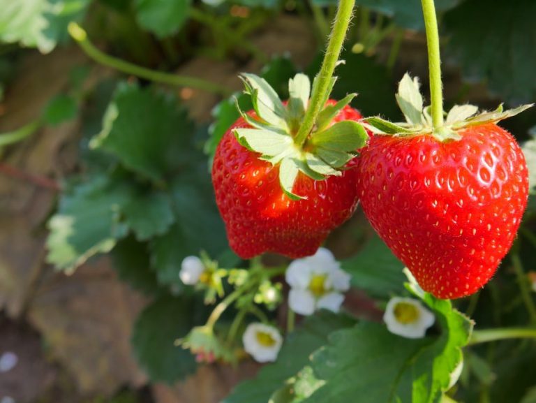When to Plant Strawberries (Hint: Think Spring)