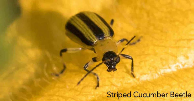 Get Rid Of Striped, Spotted Cucumber Beetles