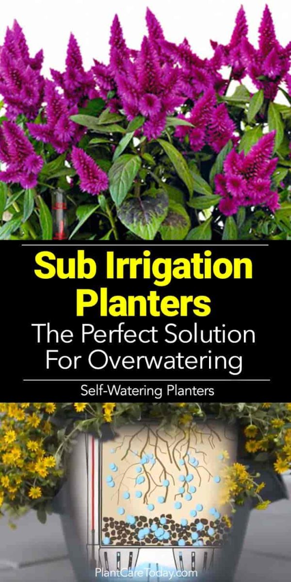On Self Watering – Sub Irrigation Planters.