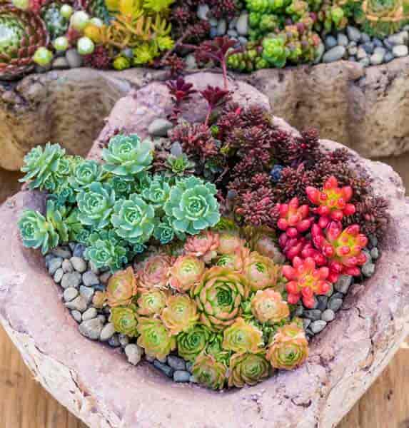 How To Grow Succulent Plants Outdoors
