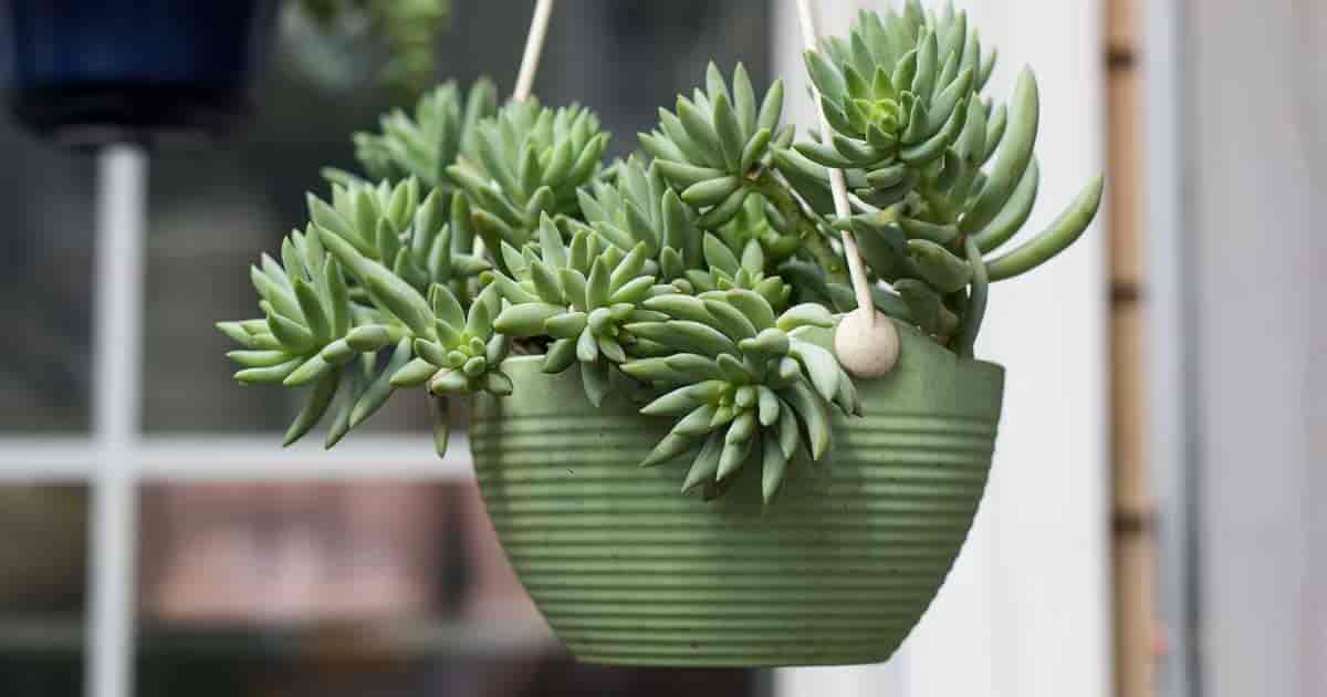 succulent hanging basket
