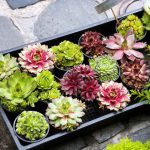 A tray of small pots holding many small and colourful succulents