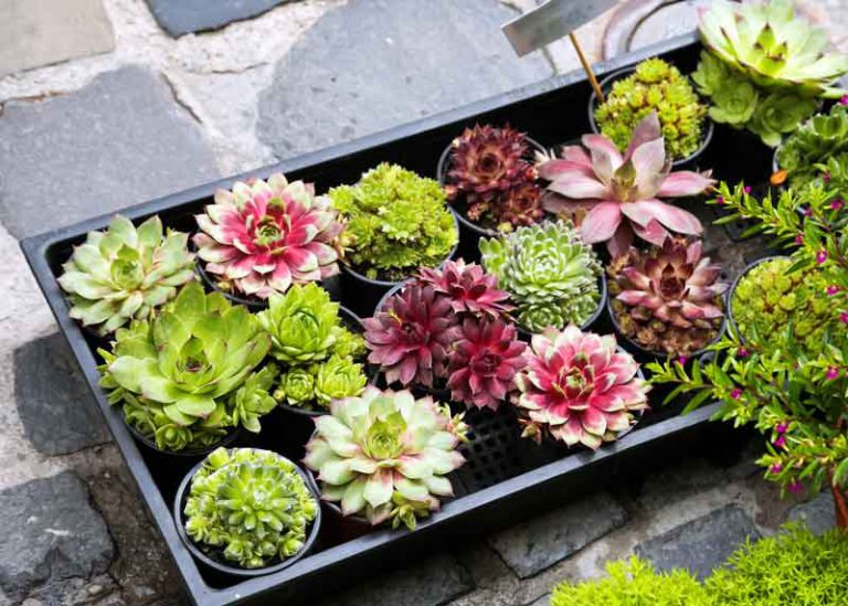 7 Awesome Reasons to Grow Succulents in Your Garden