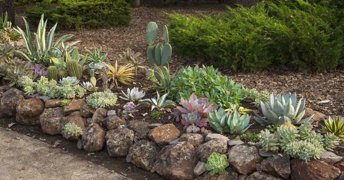 rock garden of succulents