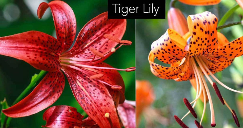 A composite photo of tiger lilies