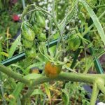 Small early tomatoes appearing on a vine