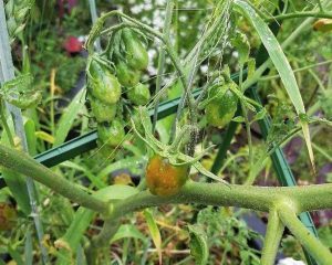 Small early tomatoes appearing on a vine