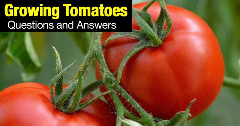 Tomato Care Growing Questions and Answers