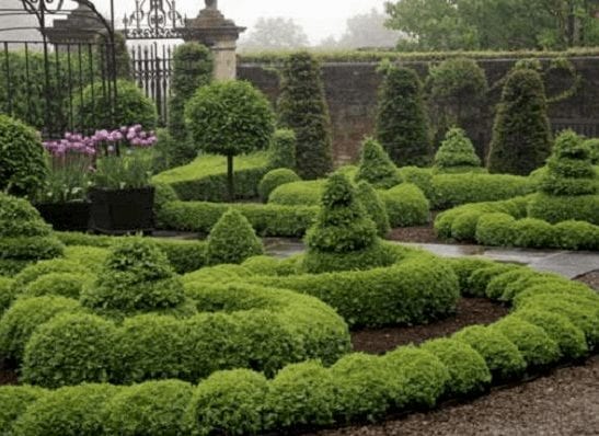 How to Grow Your Own Topiary