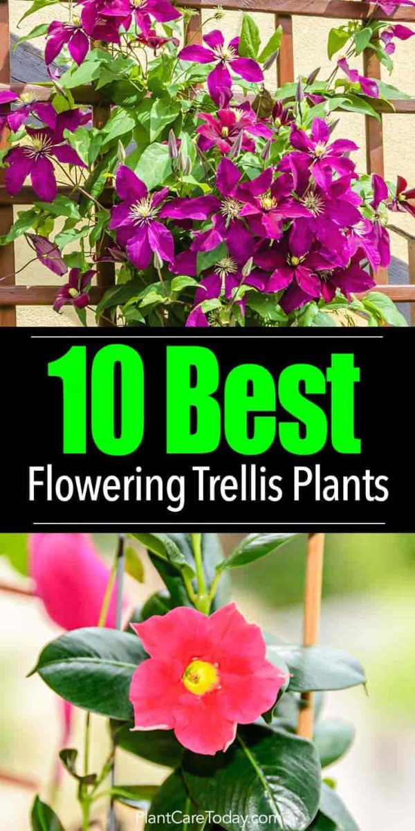 What Are The Best Flowering Trellis Plants?