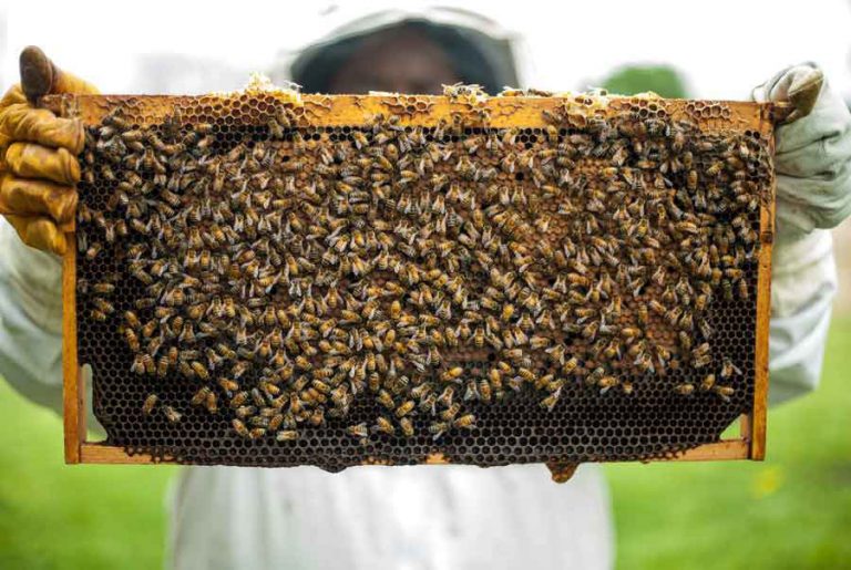 Beekeeping 101: How to Start an Urban Beehive
