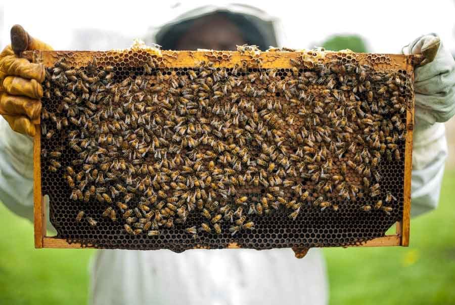 A beehive frame fully covered with perhaps a thousand bees