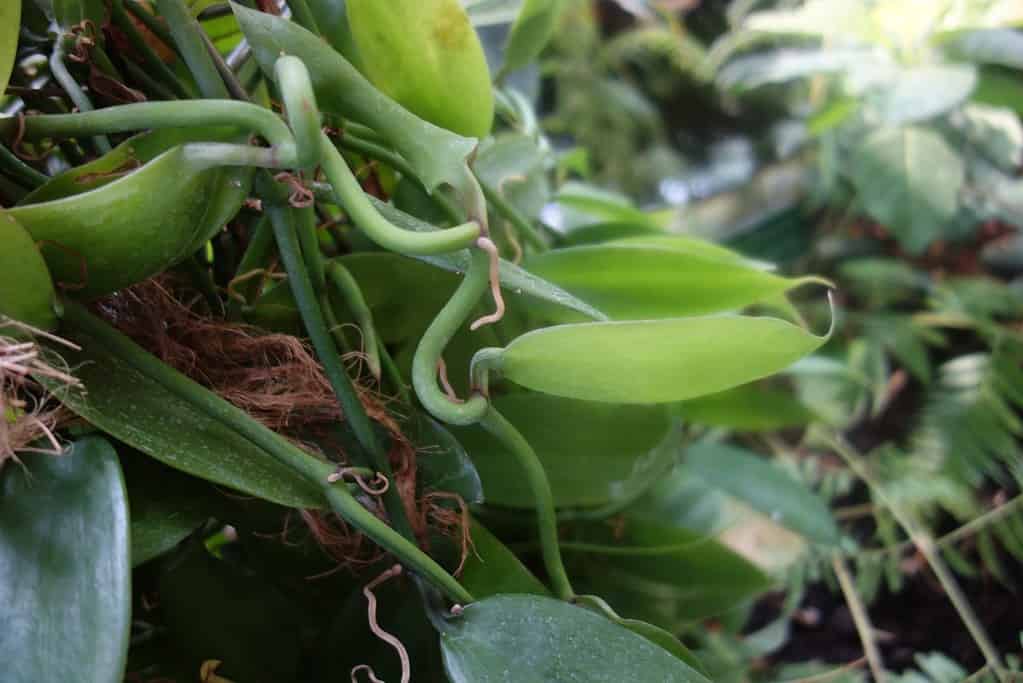 Vanilla ramosa plant