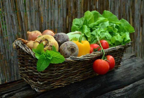 Basket of Freshly picked home garden vegetables, tomatoes, lettuce, herbs, peppers