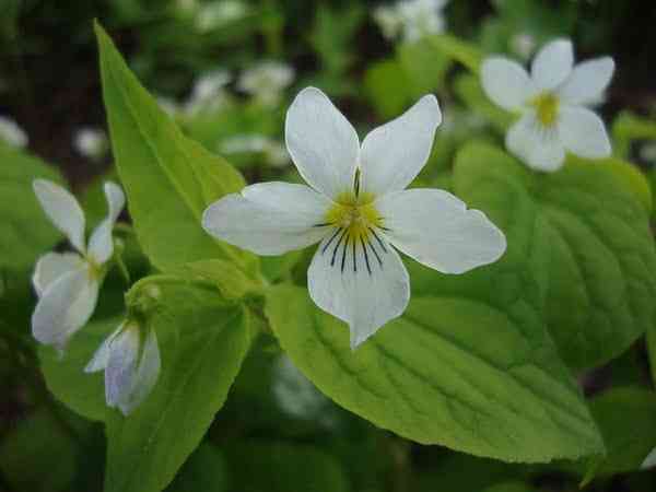 A white Canada Violet flower in full bloom