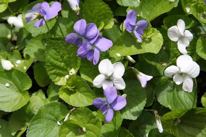 viola conspersa