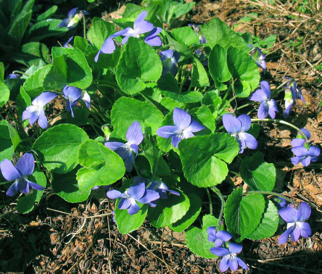 A small patch of Common Blue Violet or Viola sororia as ground cover
