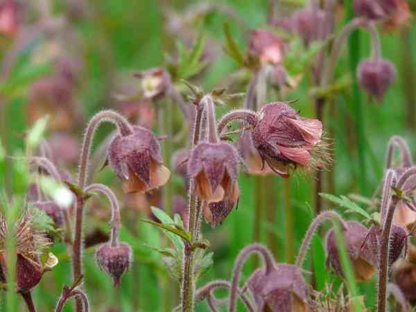 Pink water avens flowers