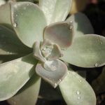 Water drops on graptopetalum plant