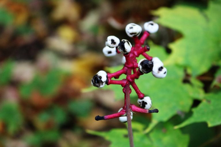 White Baneberry and its Stunning Doll’s Eyes