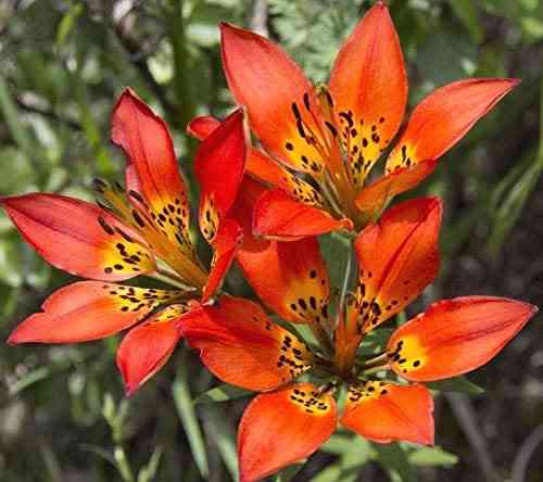 Three bright orange wood lily flowers